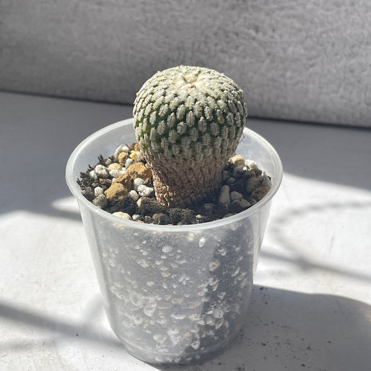 Mammillaria Pectinifera Cactaceae - 0