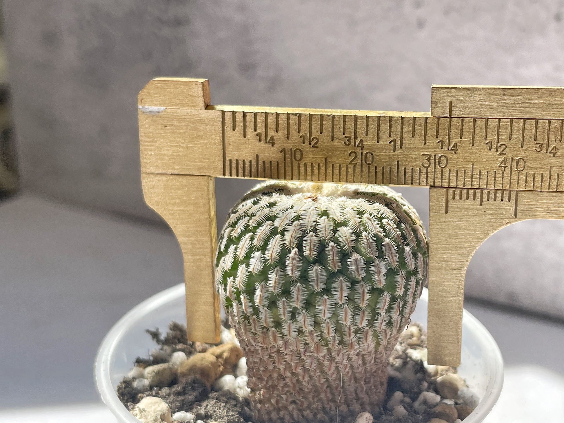 Mammillaria Pectinifera Cactaceae - 0