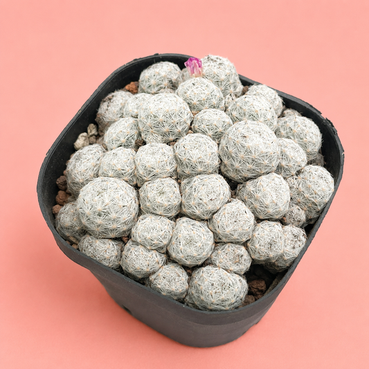 Mammillaria humboldtii f. caespitosa | Rare Clumping White Cactus | Multi-Head Cluster
