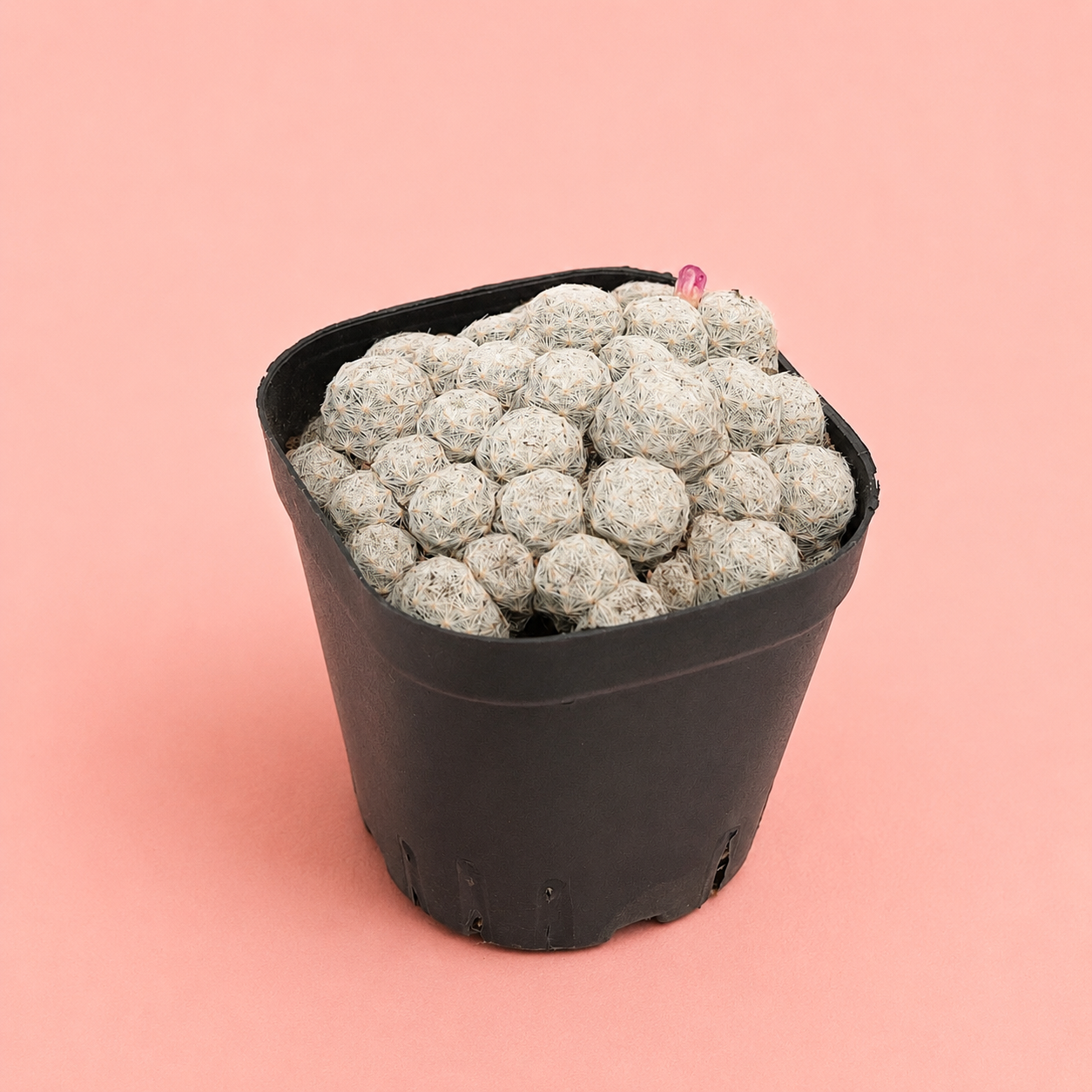 Mammillaria humboldtii f. caespitosa | Rare Clumping White Cactus | Multi-Head Cluster

