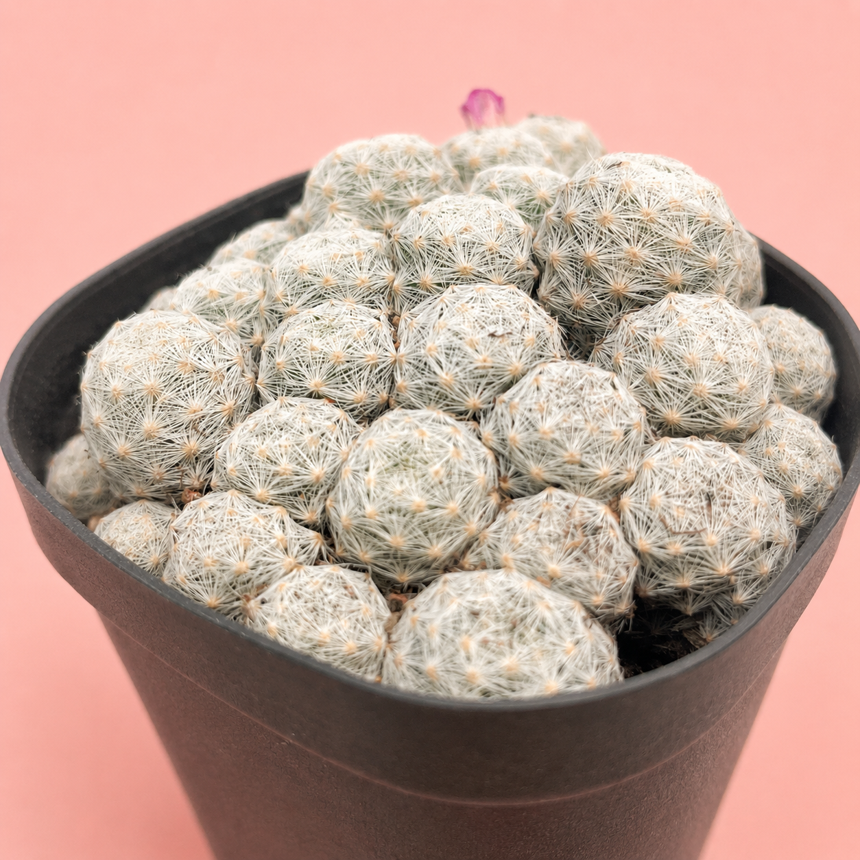 Mammillaria humboldtii f. caespitosa | Rare Clumping White Cactus | Multi-Head Cluster
