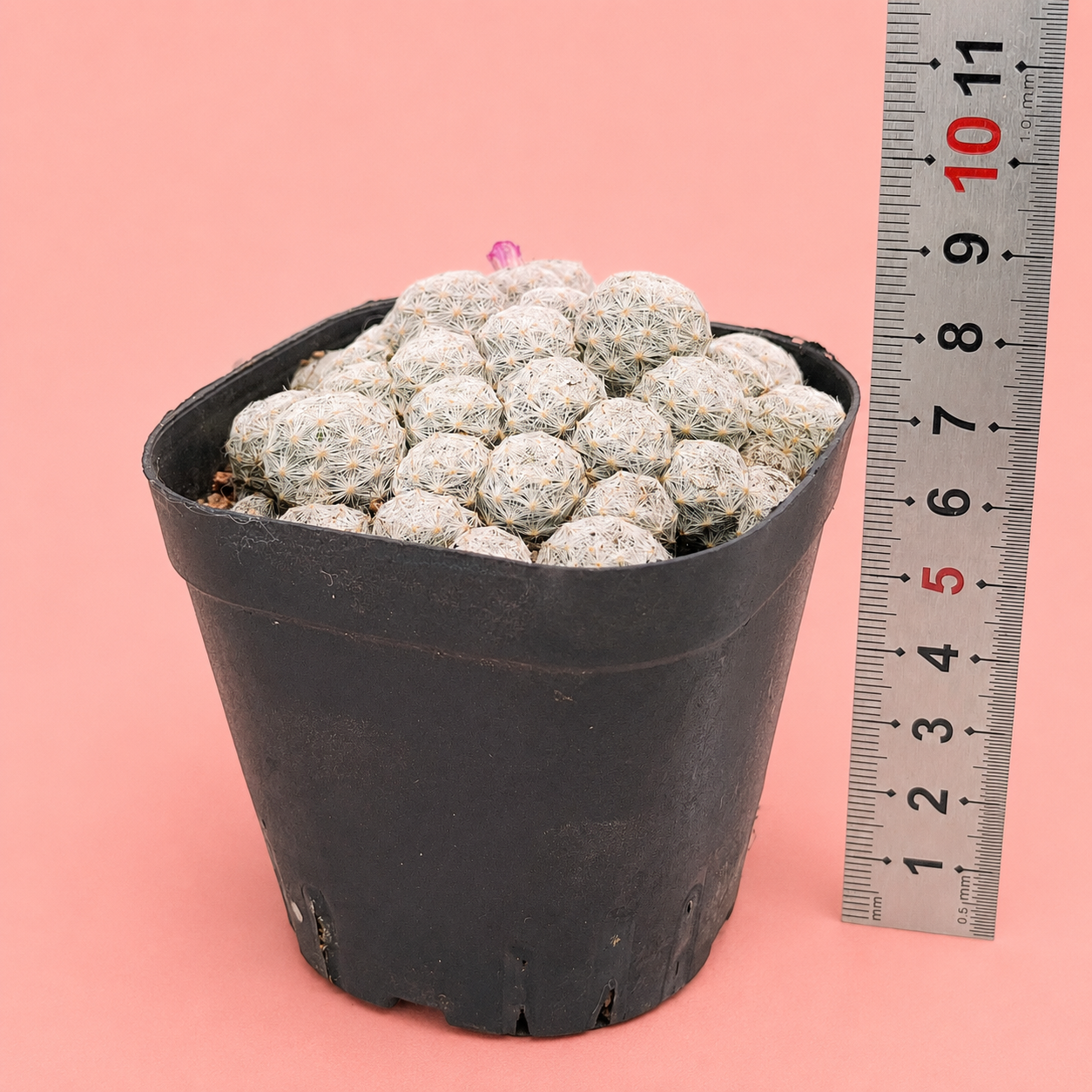 Mammillaria humboldtii f. caespitosa | Rare Clumping White Cactus | Multi-Head Cluster

