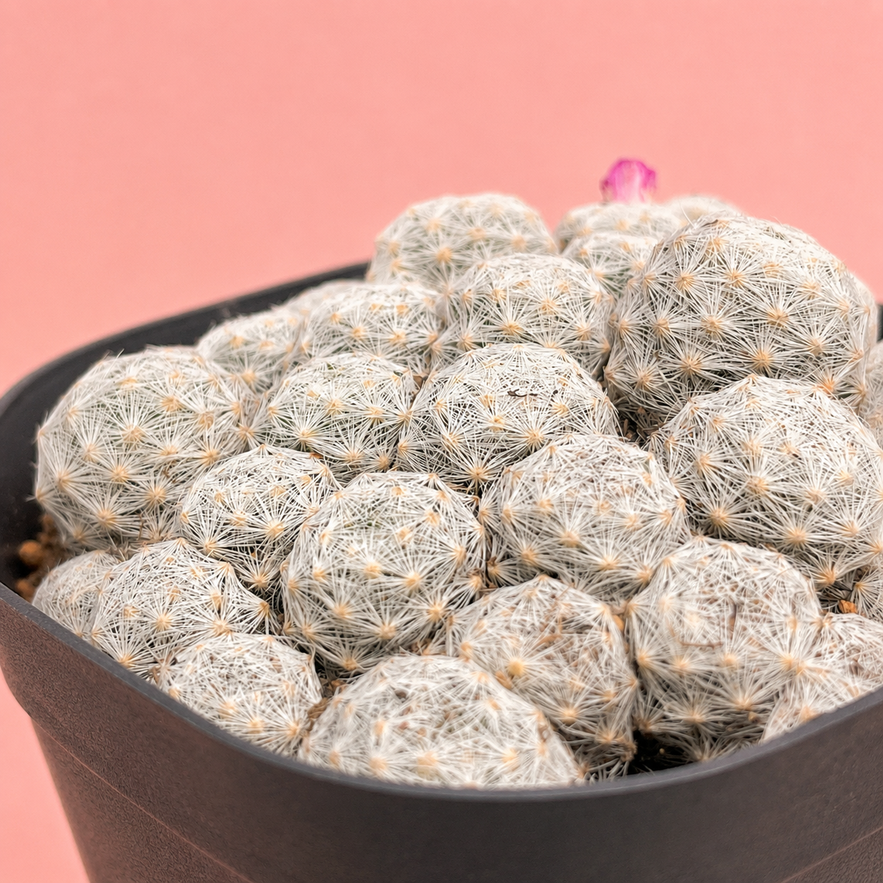 Mammillaria humboldtii f. caespitosa | Rare Clumping White Cactus | Multi-Head Cluster
