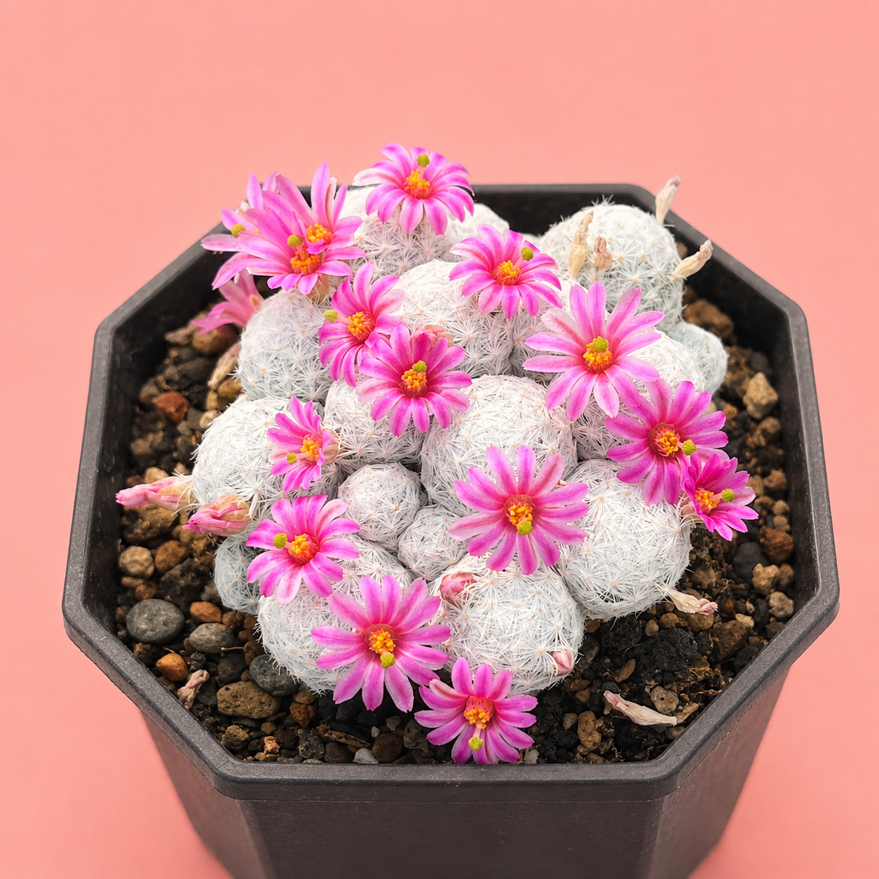 Mammillaria humboldtii f. caespitosa | Rare Clumping White Cactus | Multi-Head Cluster
