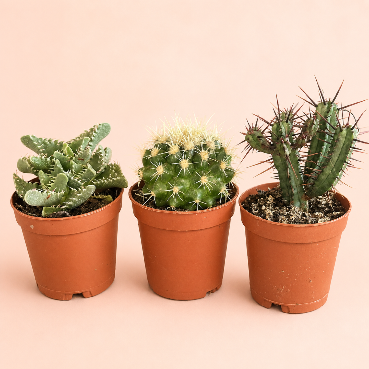 Mini Desert Plant Set of 3 Cactus Succulents in 5.5cm Pots