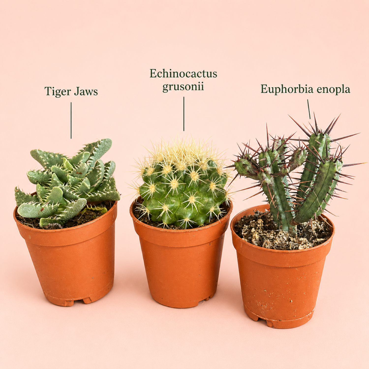 Mini Desert Plant Set of 3 Cactus Succulents in 5.5cm Pots