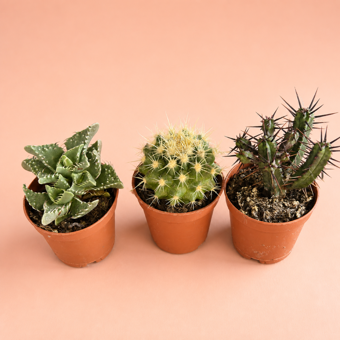 Mini Desert Plant Set of 3 Cactus Succulents in 5.5cm Pots