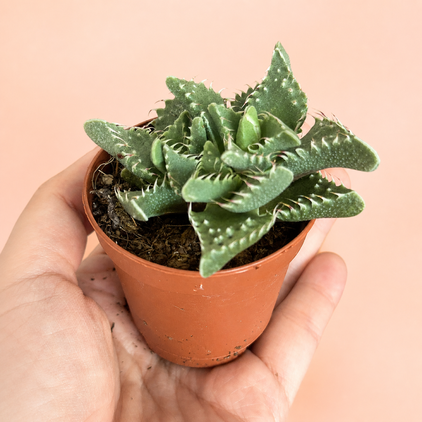 Mini Desert Plant Set of 3 Cactus Succulents in 5.5cm Pots