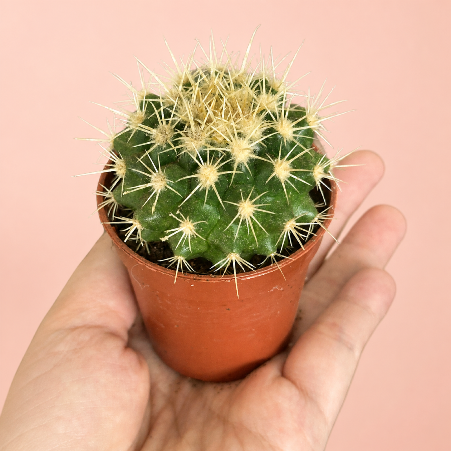 Mini Desert Plant Set of 3 Cactus Succulents in 5.5cm Pots
