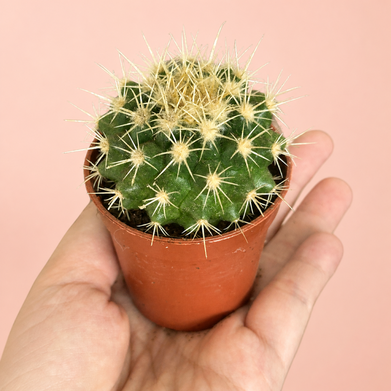 Mini Desert Plant Set of 3 Cactus Succulents in 5.5cm Pots