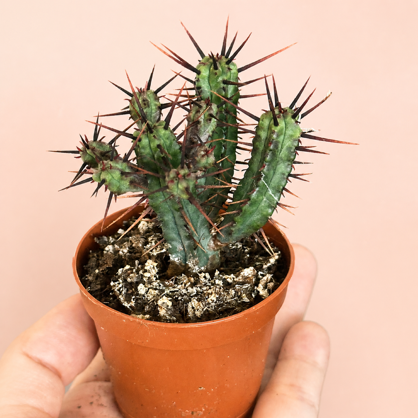 Mini Desert Plant Set of 3 Cactus Succulents in 5.5cm Pots