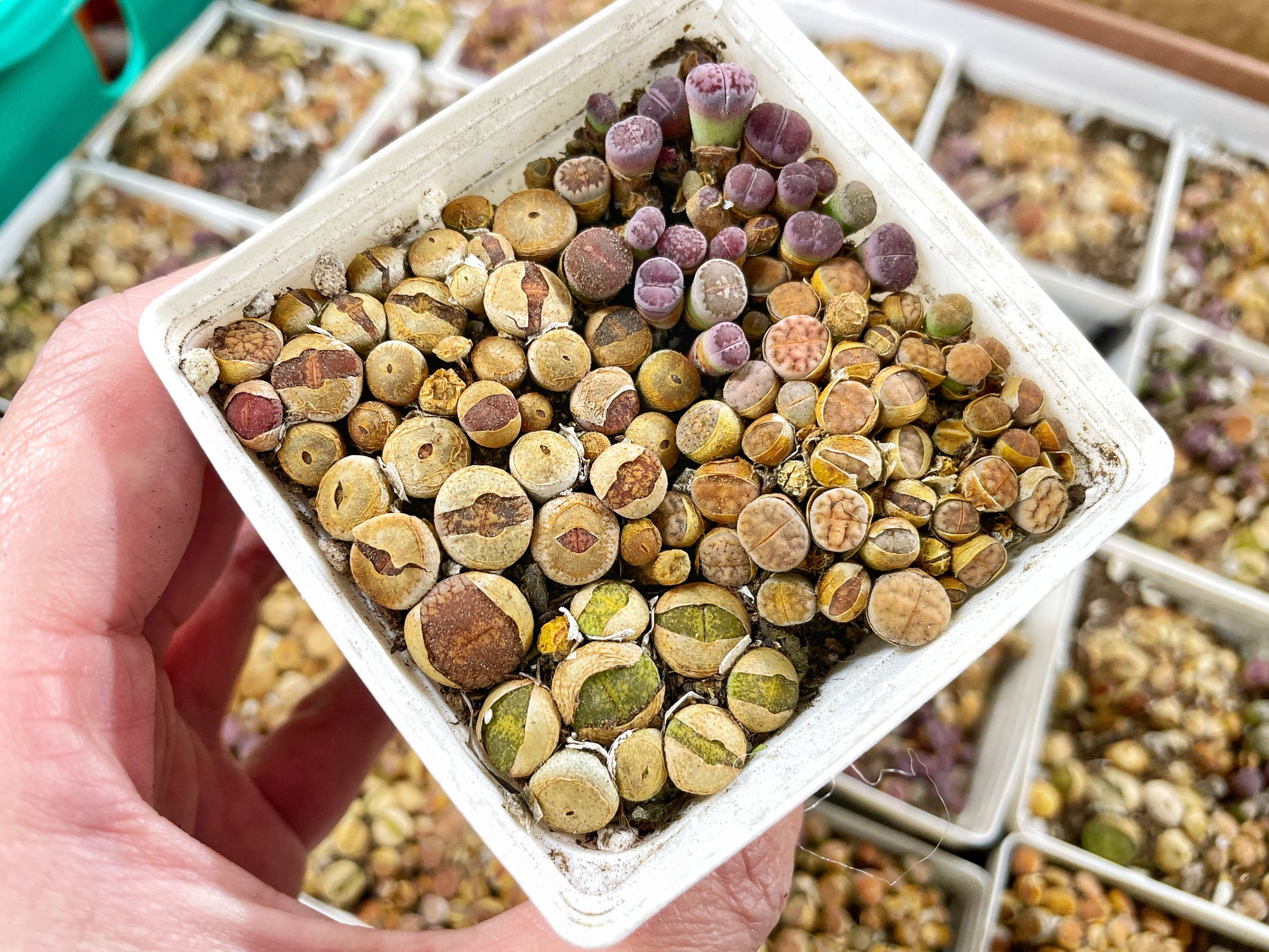 Mixed 50pcs Colourful Lithops - 0