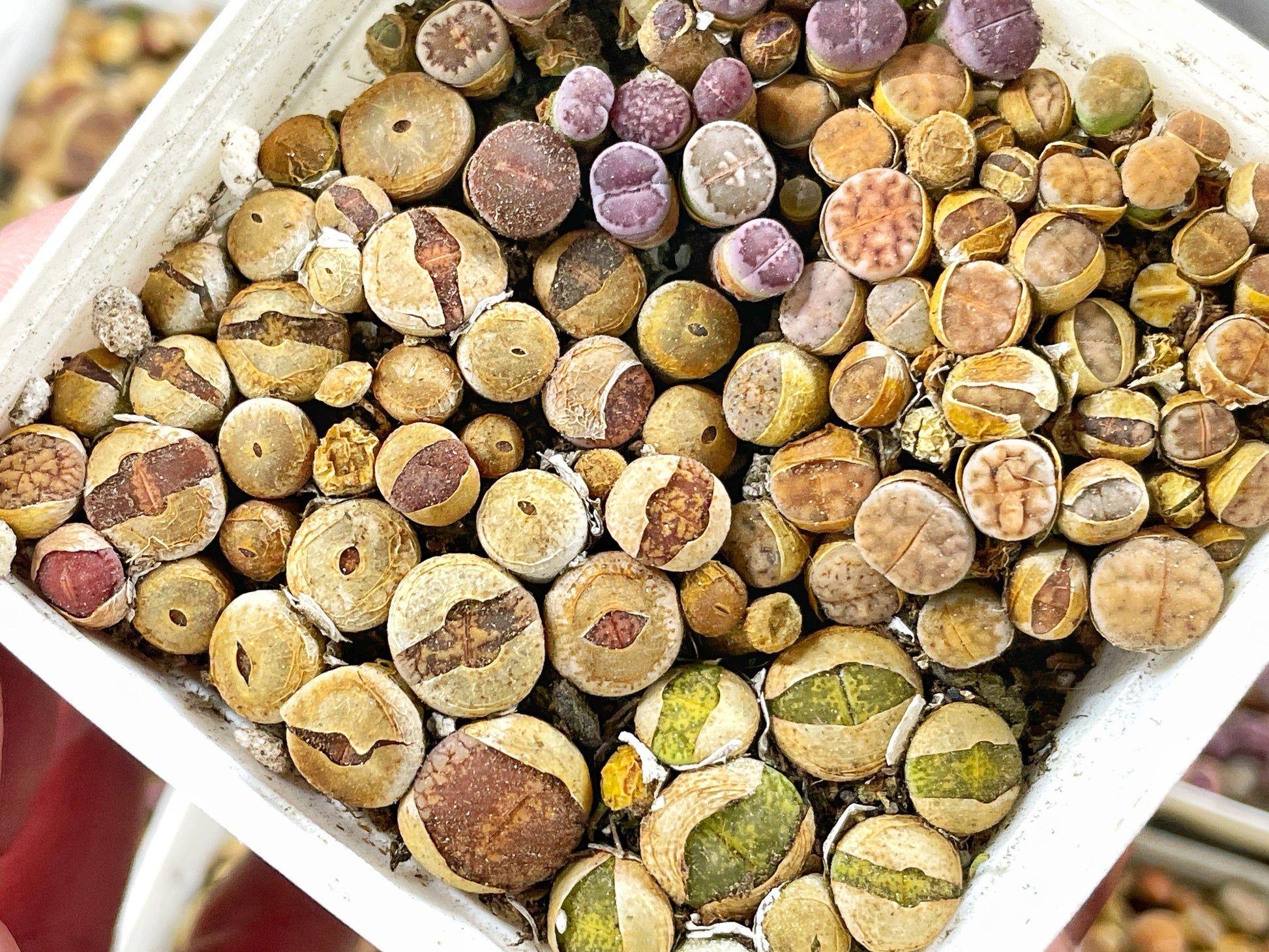Mixed 50pcs Colourful Lithops - 0