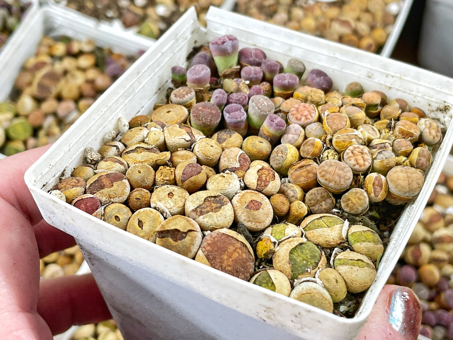 Mixed 50pcs Colourful Lithops - 0