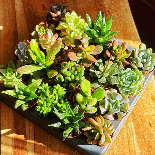Mixed Succulents - 0