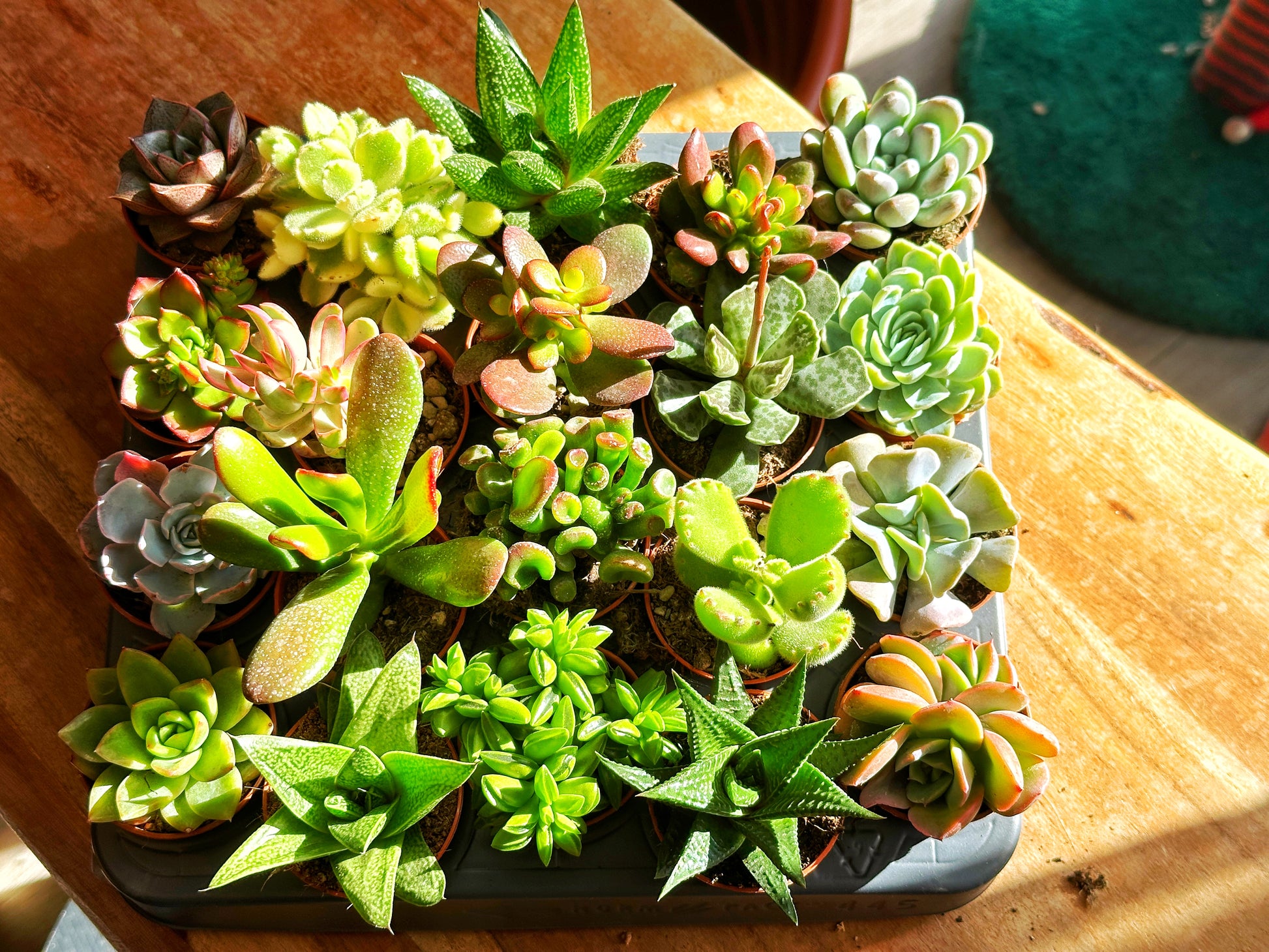 Mixed Succulents - 0