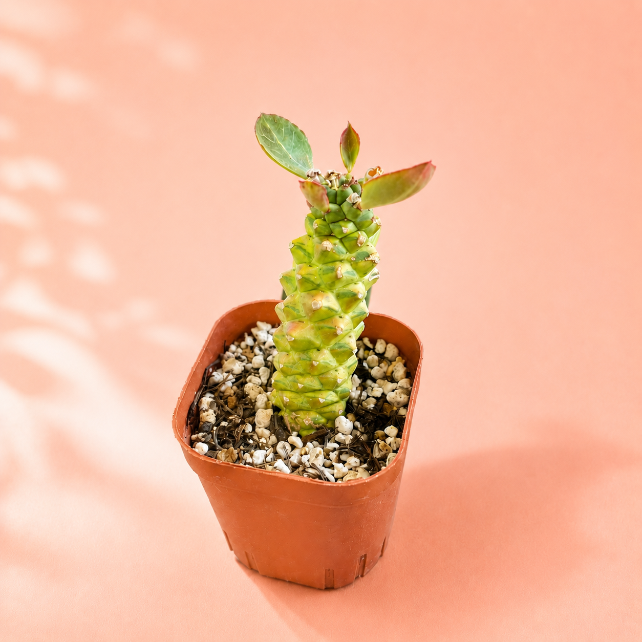 Monadenium ritchei 'Variegata' | Rare Variegated Succulent Plant | Colourful Caudiciform Euphorbia Relative
