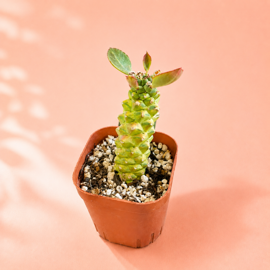 Monadenium ritchei 'Variegata' | Rare Variegated Succulent Plant | Colourful Caudiciform Euphorbia Relative
