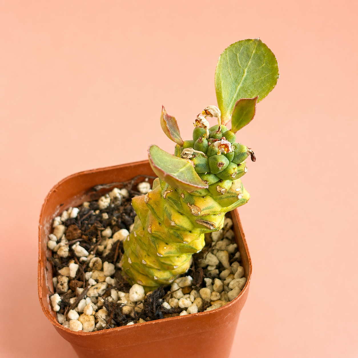 Monadenium ritchei 'Variegata' | Rare Variegated Succulent Plant | Colourful Caudiciform Euphorbia Relative
