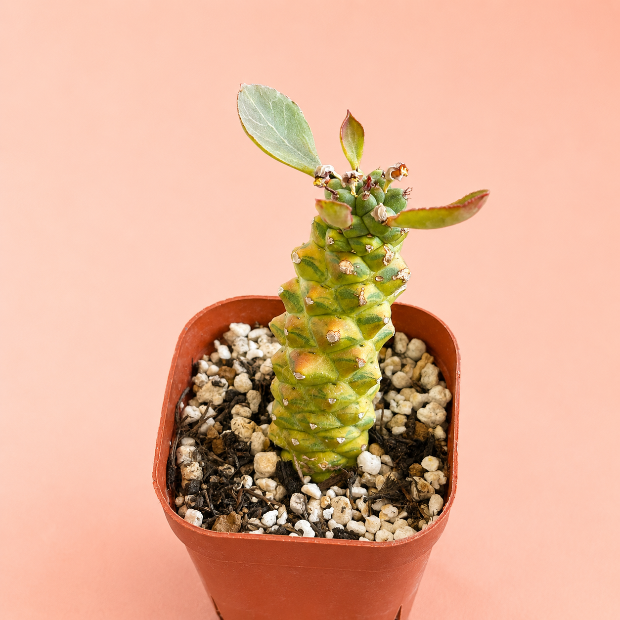 Monadenium ritchei 'Variegata' | Rare Variegated Succulent Plant | Colourful Caudiciform Euphorbia Relative
