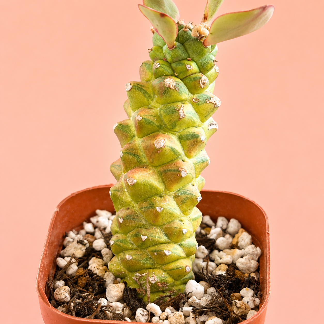 Monadenium ritchei 'Variegata' | Rare Variegated Succulent Plant | Colourful Caudiciform Euphorbia Relative
