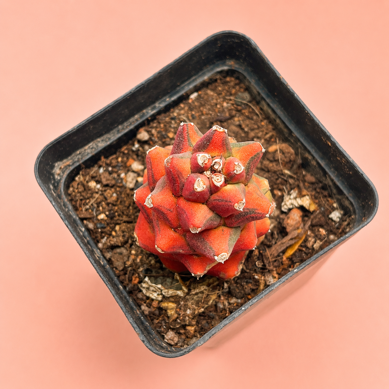 Monadenium ritchei 'Variegata' | Rare Variegated Succulent Plant | Colourful Caudiciform Euphorbia Relative
