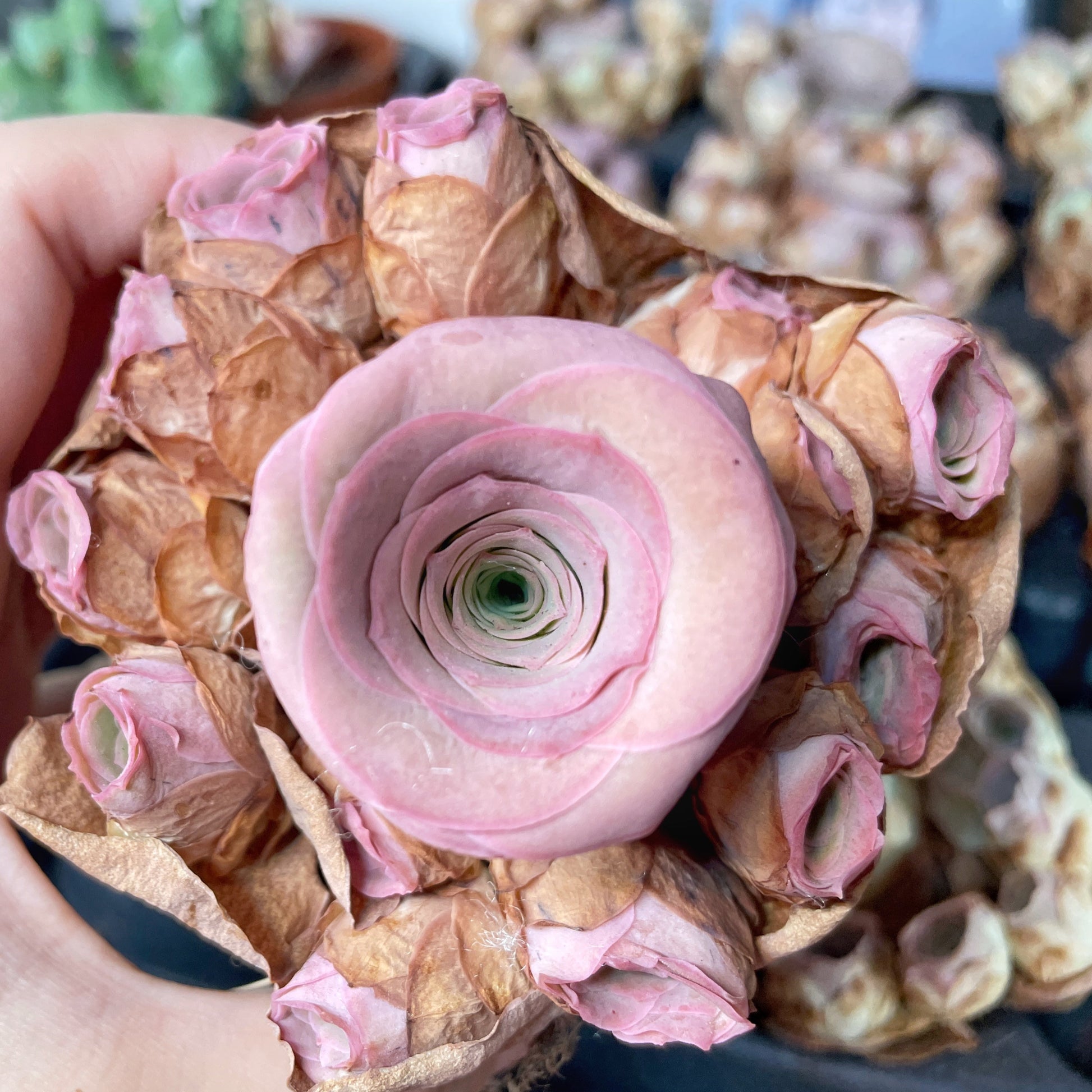 greenovia rose succulent pink phoenix Bouquet Multi Head Pink Mountain Rose Succulents, Live Succulents