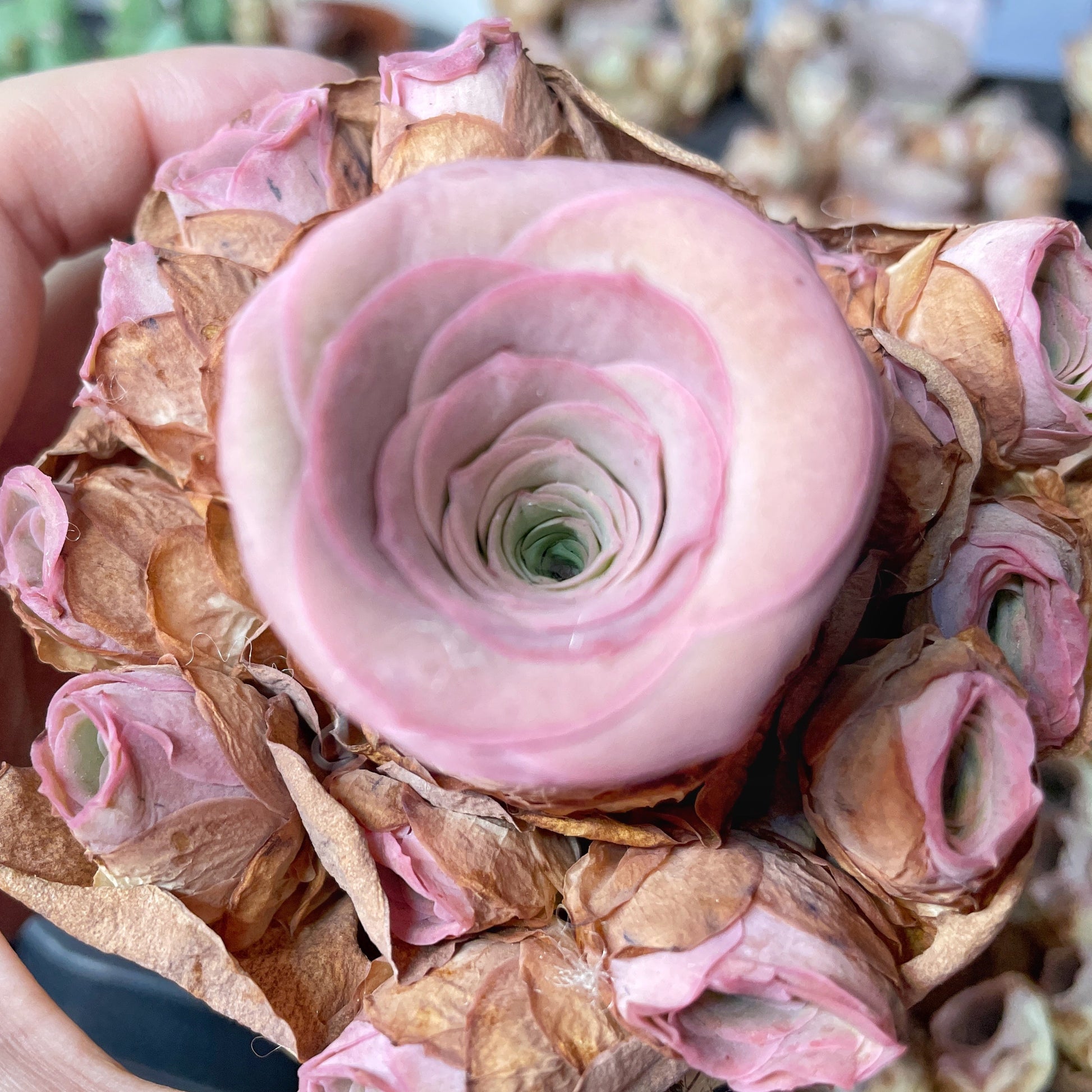 rose succulent pink Pink Mountain Rose Succulent – Multi Head Greenovia | Rare Aeonium | Bare Root – Chic Chic Plants