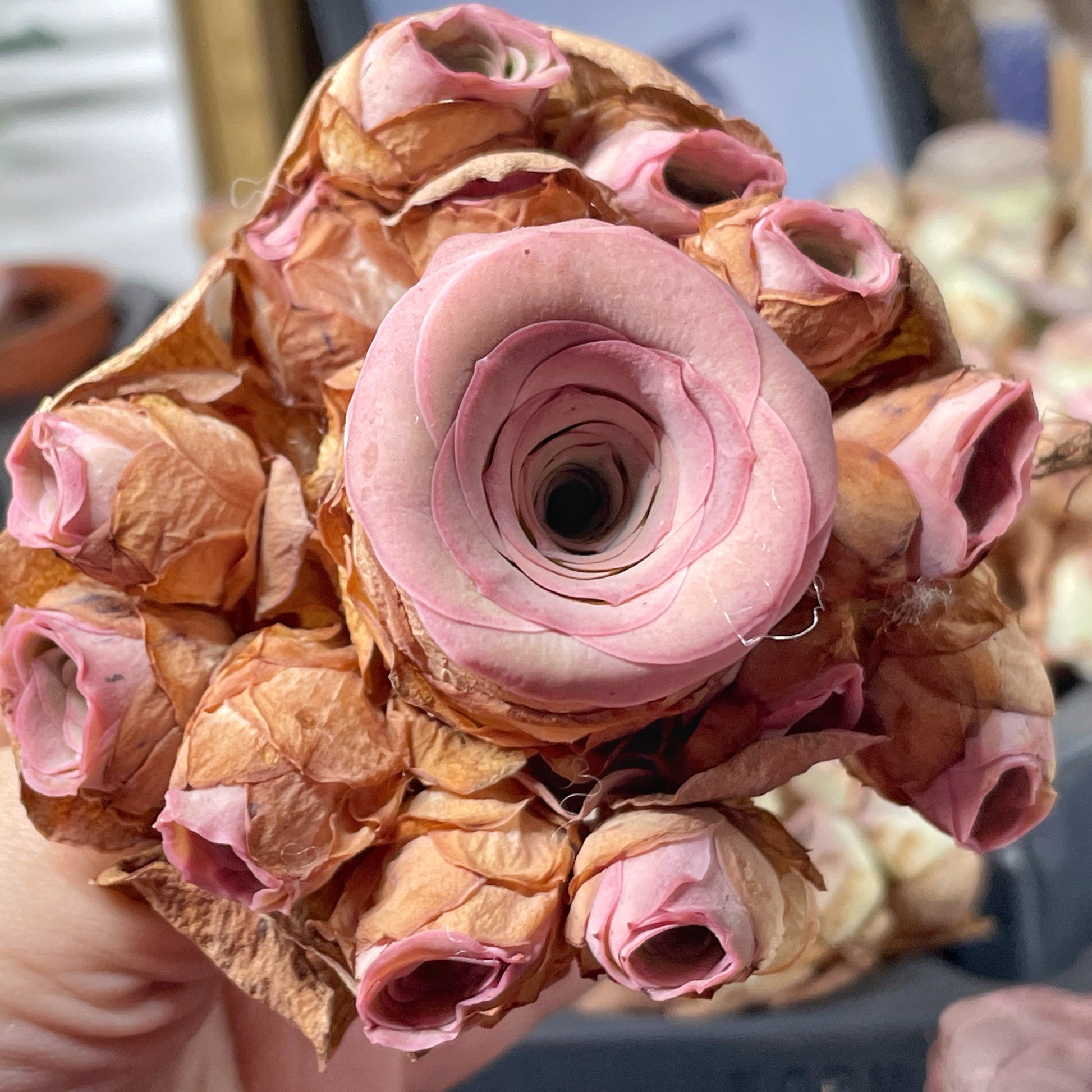 pink rose succulent Bouquet Multi Head Pink Mountain Rose Succulents, Live Succulents