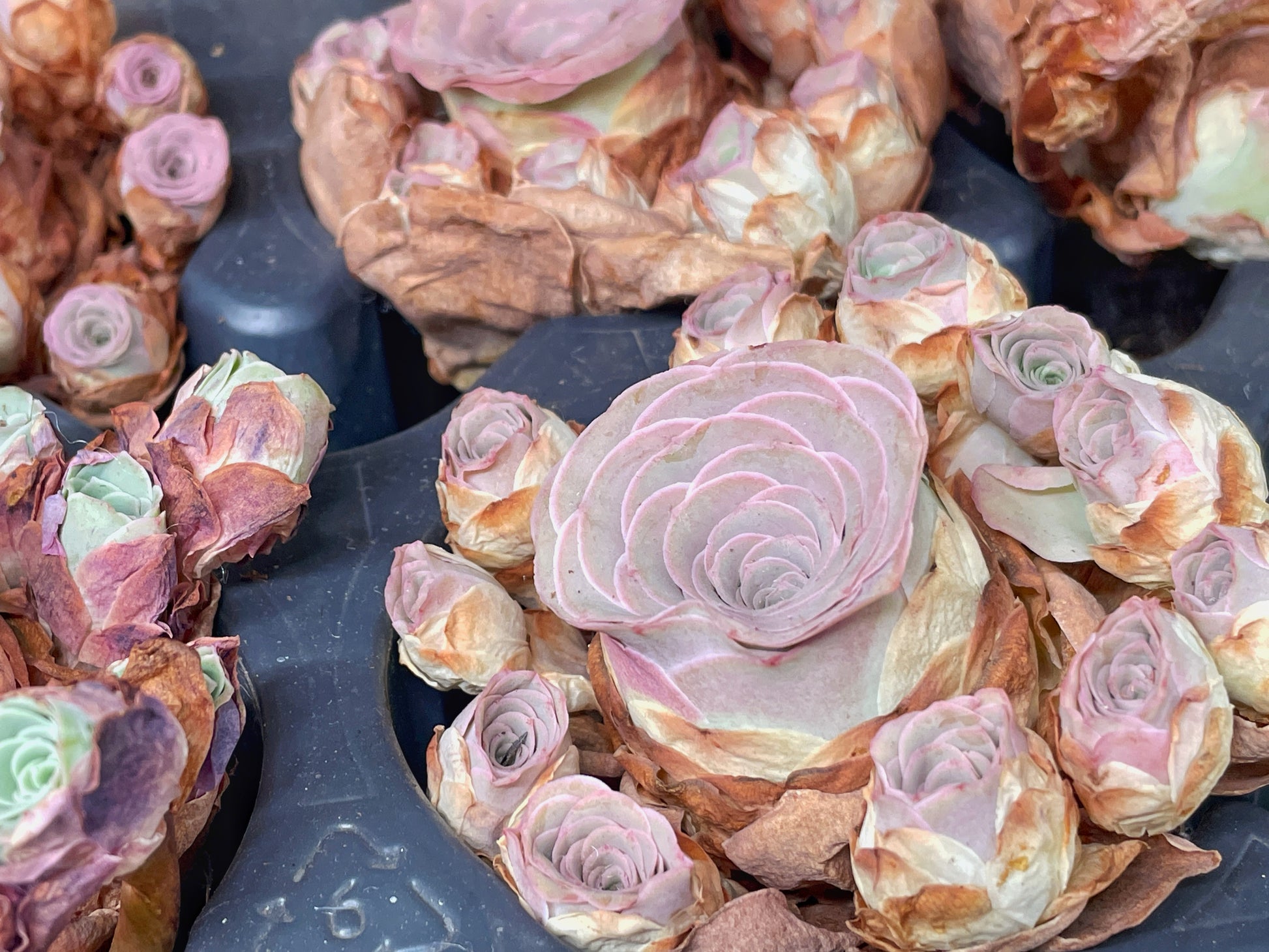 mountain rose succulent for sale Bouquet Multi Head Pink Mountain Rose Succulents, Live Succulents