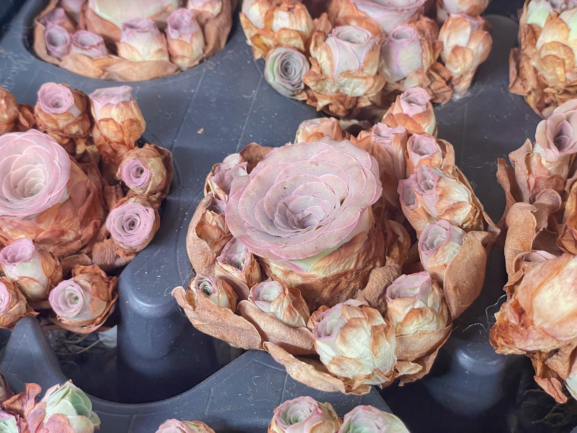 rose succulent for sale Pink Mountain Rose Succulent – Multi Head Greenovia | Rare Aeonium | Bare Root – Chic Chic Plants