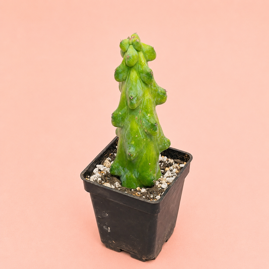 Myrtillocactus Geometrizans 'Boobie Cactus' | Rare Boobie Cactus | Collector Succulent | Multiple Sizes Available

