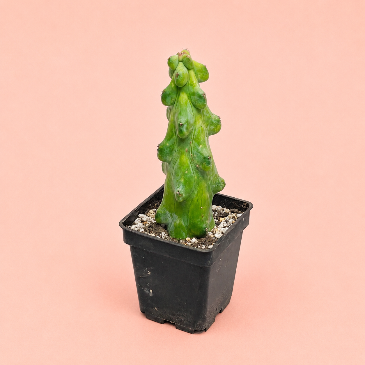 Myrtillocactus Geometrizans 'Boobie Cactus' | Rare Boobie Cactus | Collector Succulent | Multiple Sizes Available
