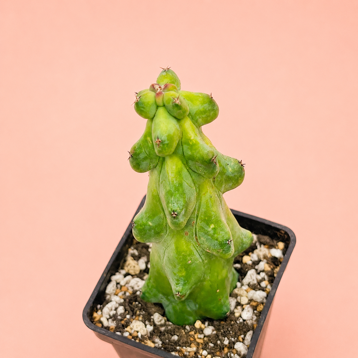 Myrtillocactus Geometrizans 'Boobie Cactus' | Rare Boobie Cactus | Collector Succulent | Multiple Sizes Available
