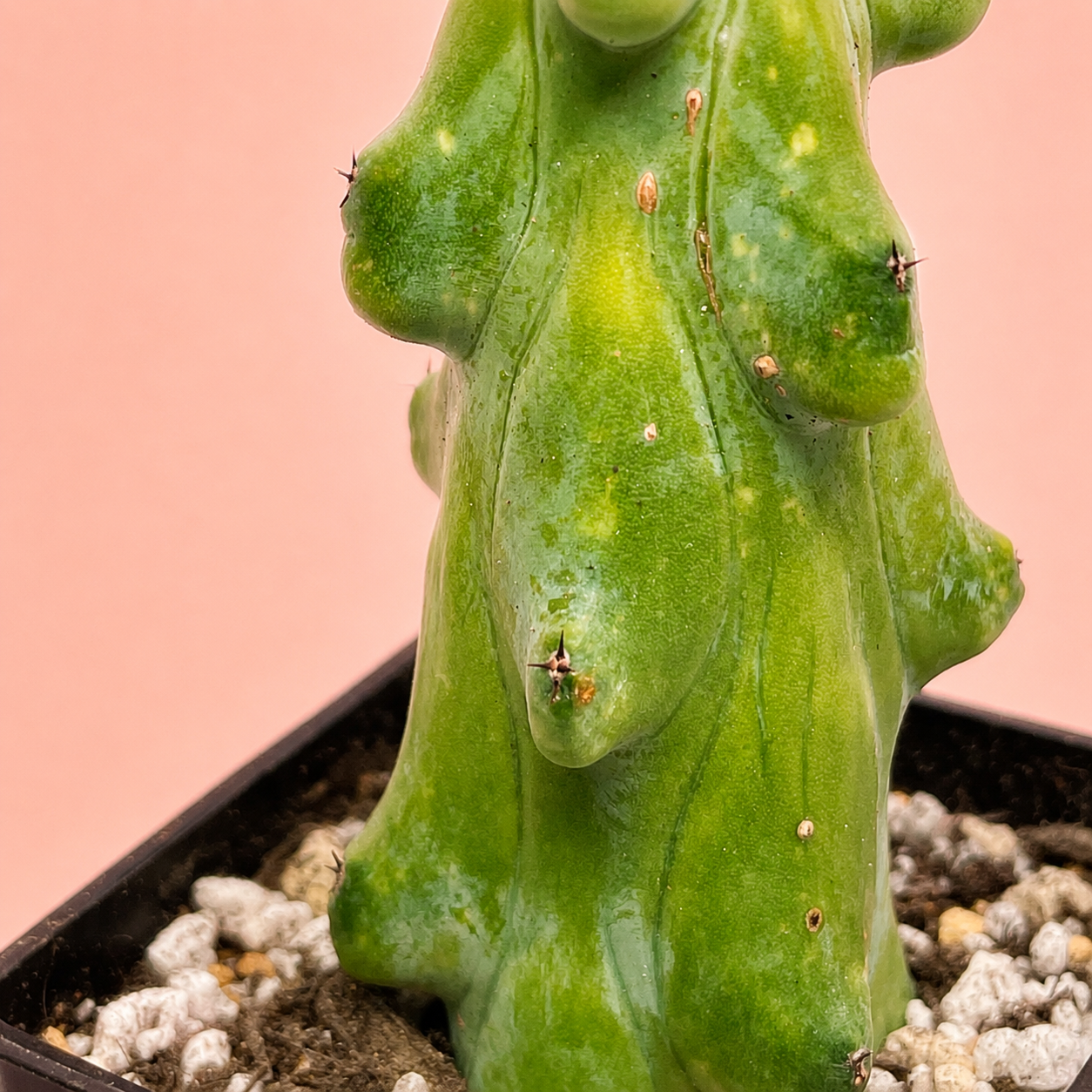 Myrtillocactus Geometrizans 'Boobie Cactus' | Rare Boobie Cactus | Collector Succulent | Multiple Sizes Available
