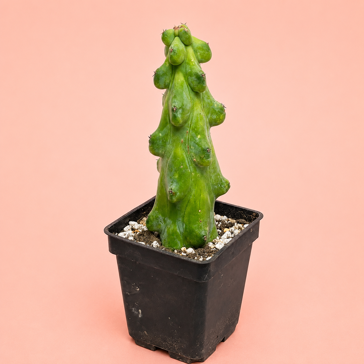Myrtillocactus Geometrizans 'Boobie Cactus' | Rare Boobie Cactus | Collector Succulent | Multiple Sizes Available
