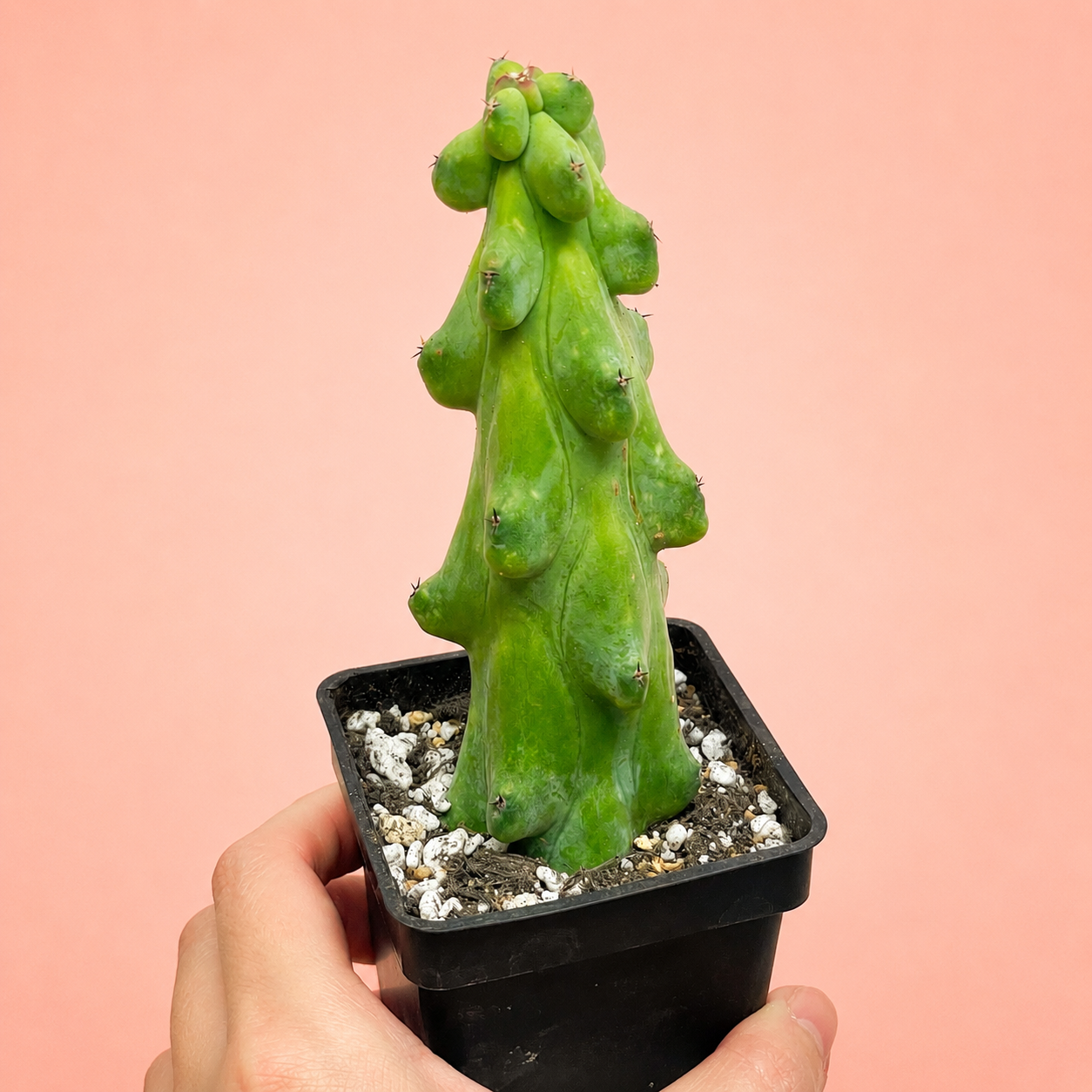 Myrtillocactus Geometrizans 'Boobie Cactus' | Rare Boobie Cactus | Collector Succulent | Multiple Sizes Available
