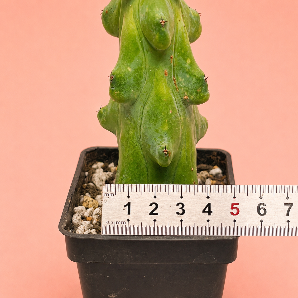 Myrtillocactus Geometrizans 'Boobie Cactus' | Rare Boobie Cactus | Collector Succulent | Multiple Sizes Available
