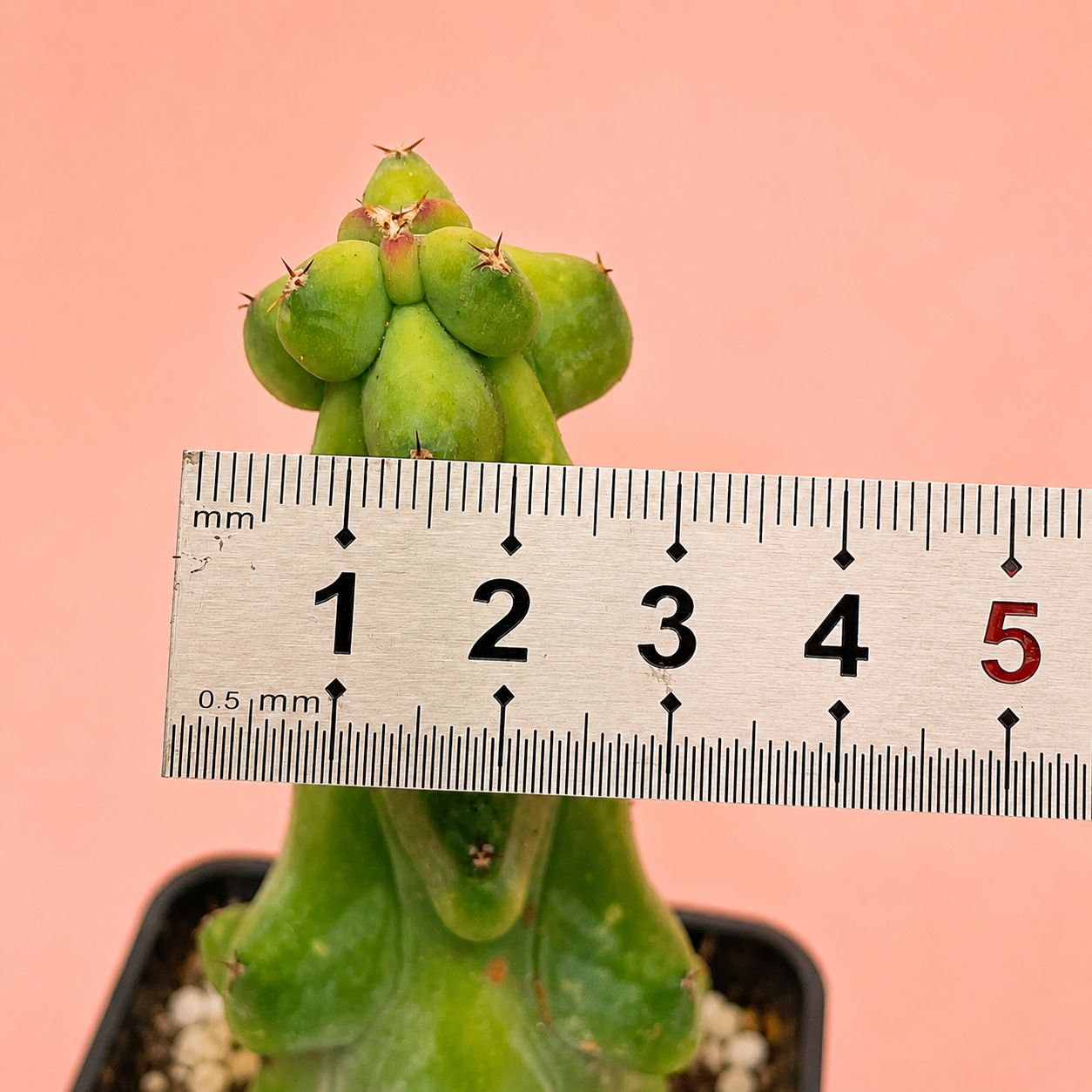 Myrtillocactus Geometrizans 'Boobie Cactus' | Rare Boobie Cactus | Collector Succulent | Multiple Sizes Available
