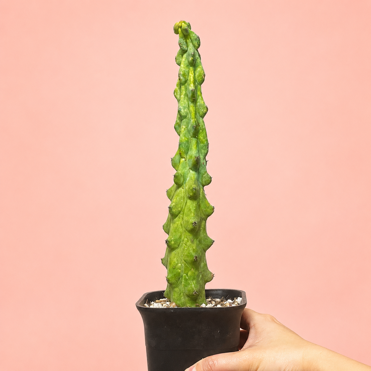 Myrtillocactus Geometrizans 'Boobie Cactus' | Rare Boobie Cactus | Collector Succulent | Multiple Sizes Available
