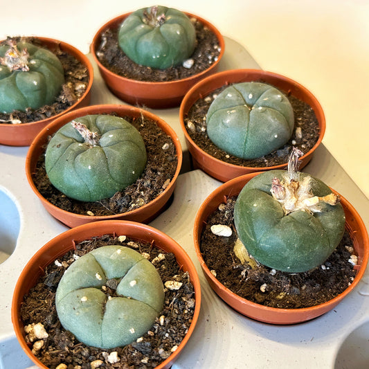 Peyote, Lophophora williamsii - 0