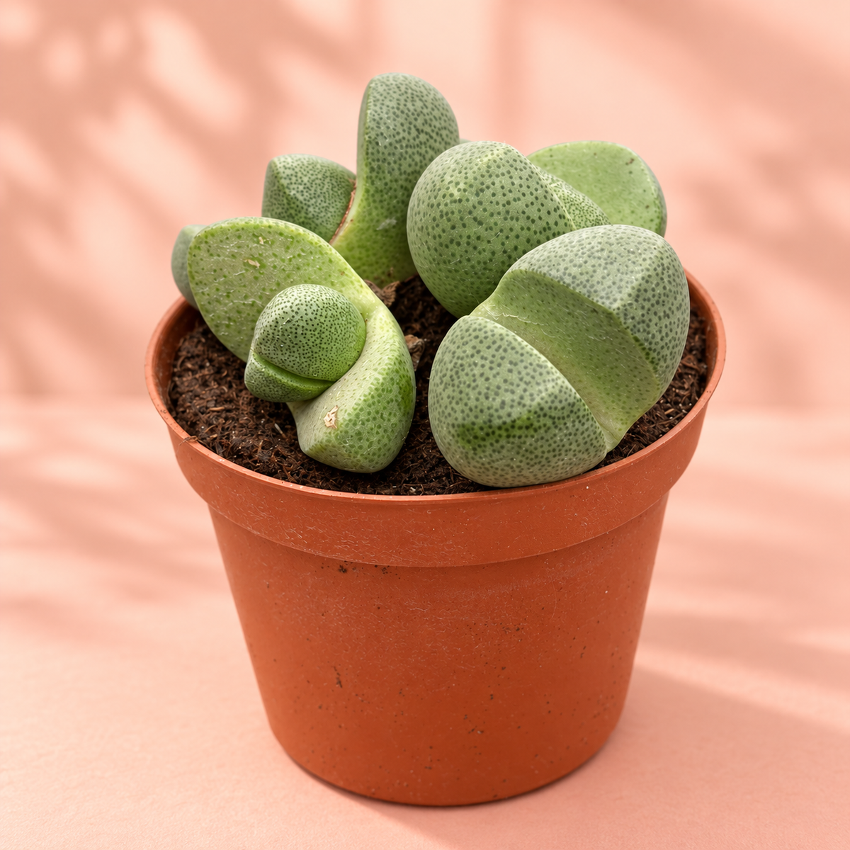 Pleiospilos nelii Split Rock Cluster Live Potted Succulent Houseplant in 8cm Nursery Pot