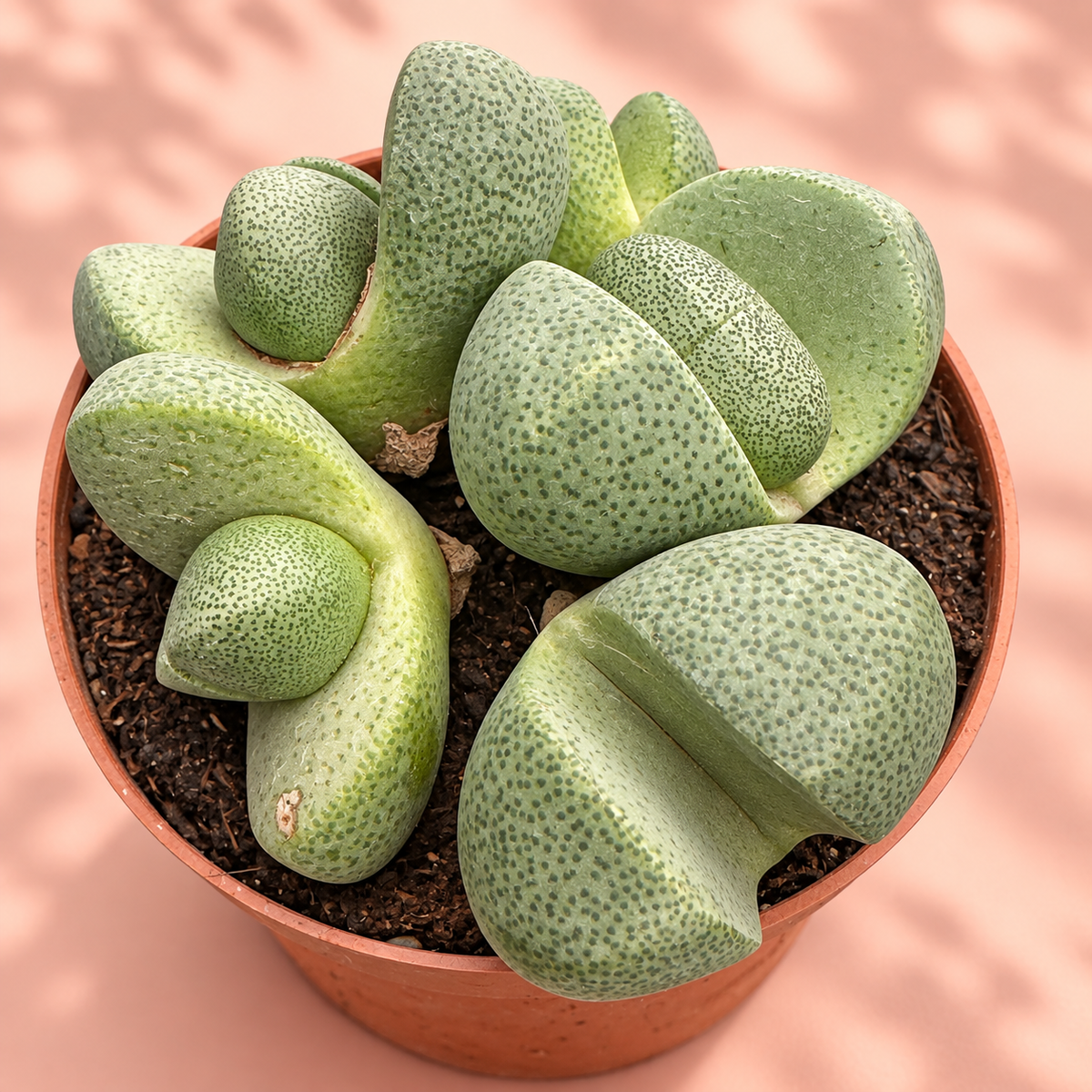 Pleiospilos nelii Split Rock Cluster Live Potted Succulent Houseplant in 8cm Nursery Pot