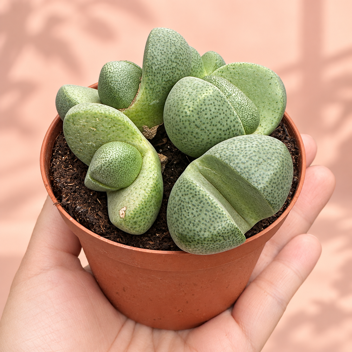 Pleiospilos nelii Split Rock Cluster Live Potted Succulent Houseplant in 8cm Nursery Pot