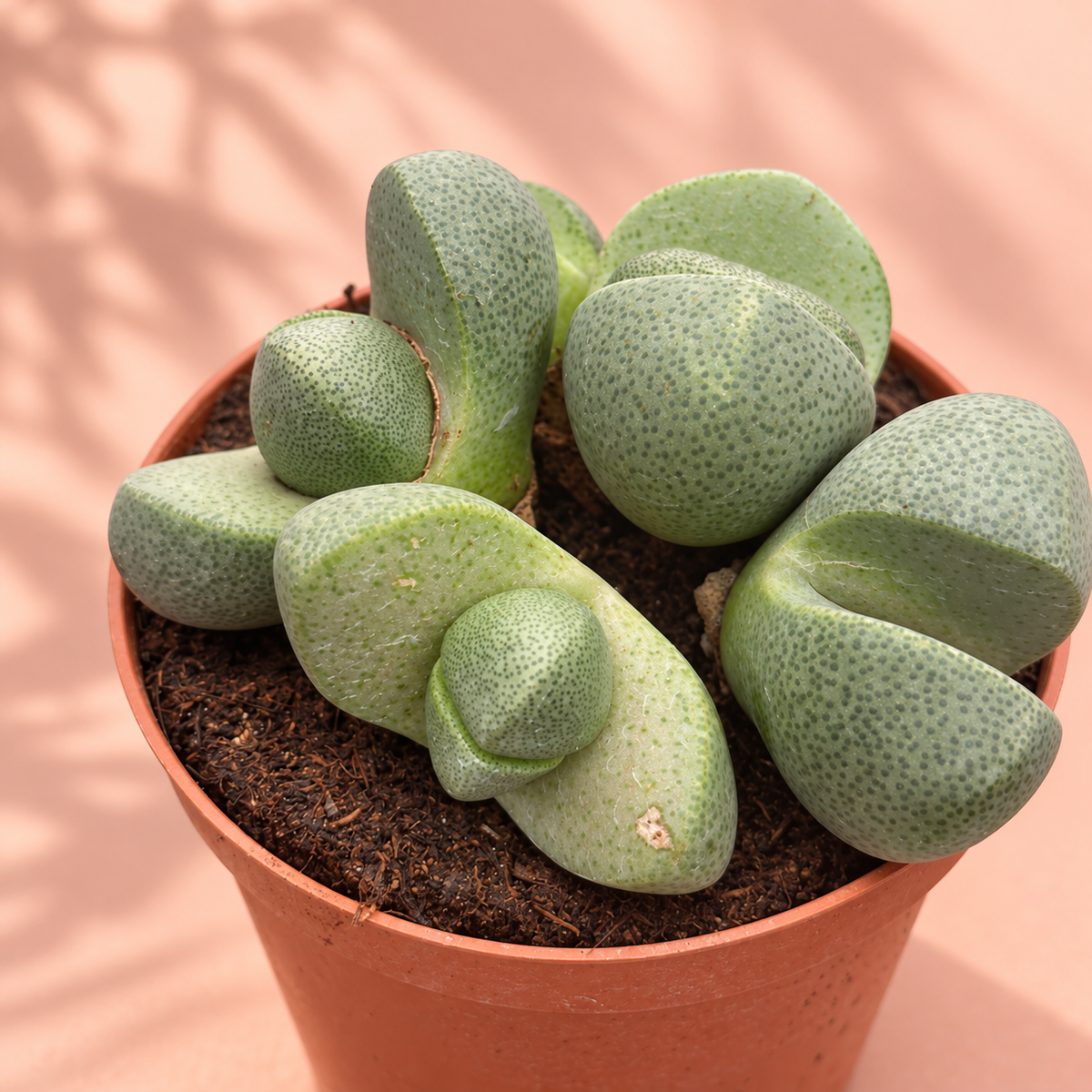 Pleiospilos nelii Split Rock Cluster Live Potted Succulent Houseplant in 8cm Nursery Pot