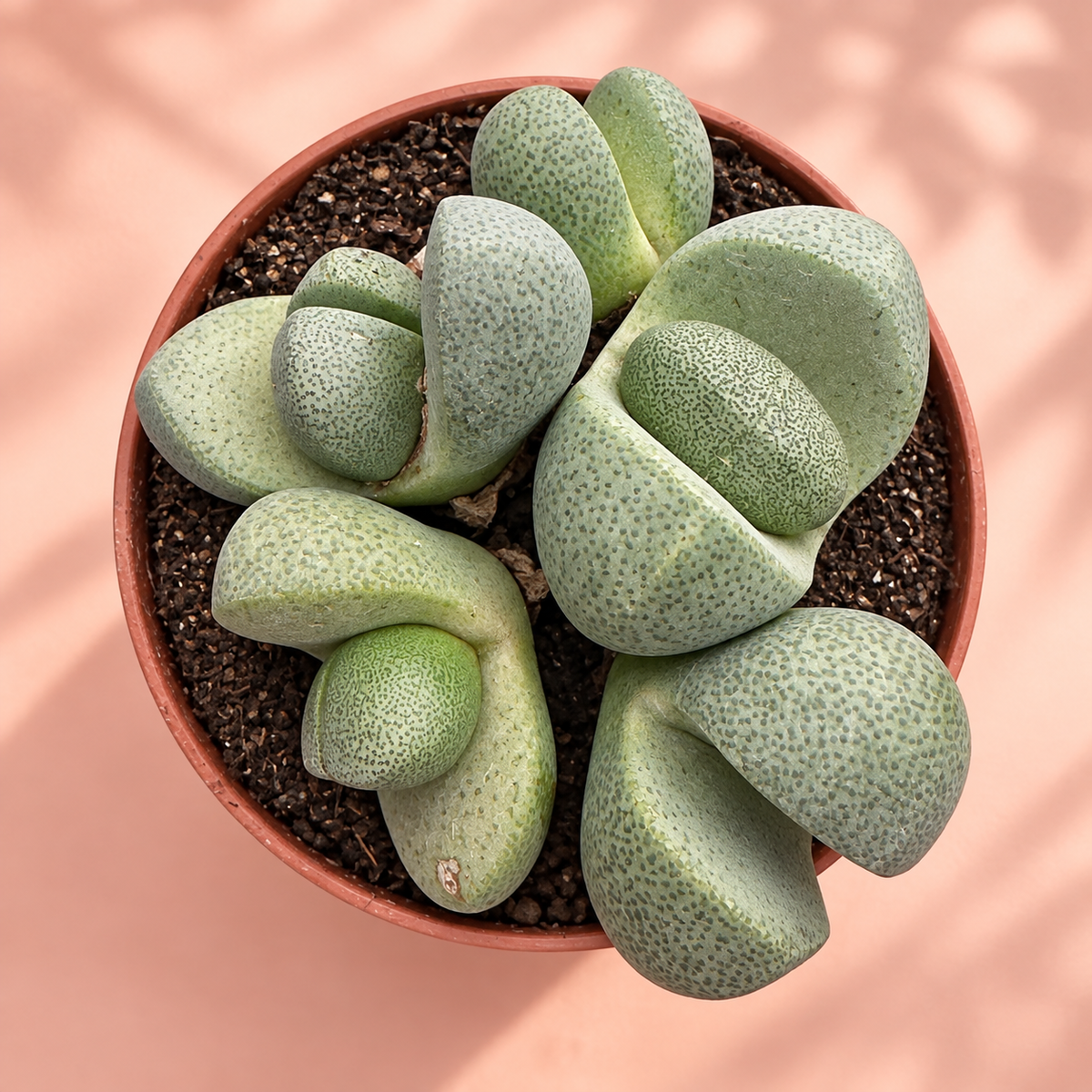Pleiospilos nelii Split Rock Cluster Live Potted Succulent Houseplant in 8cm Nursery Pot