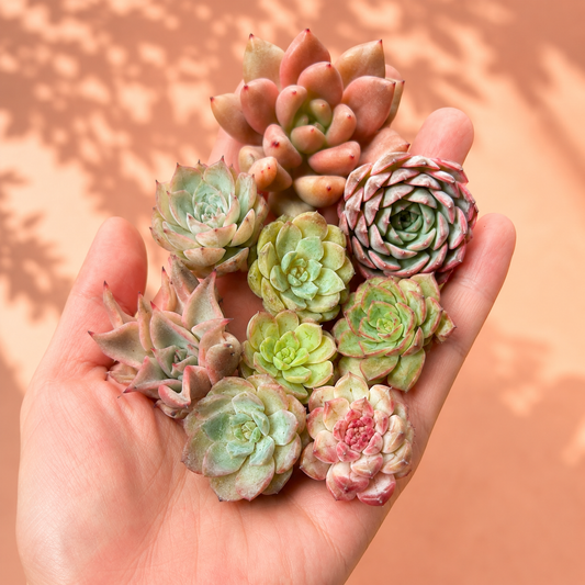 Random Mixed Succulent Cuttings Bare Root | DIY Succulent Collection | Optional Premium Succulent Soil