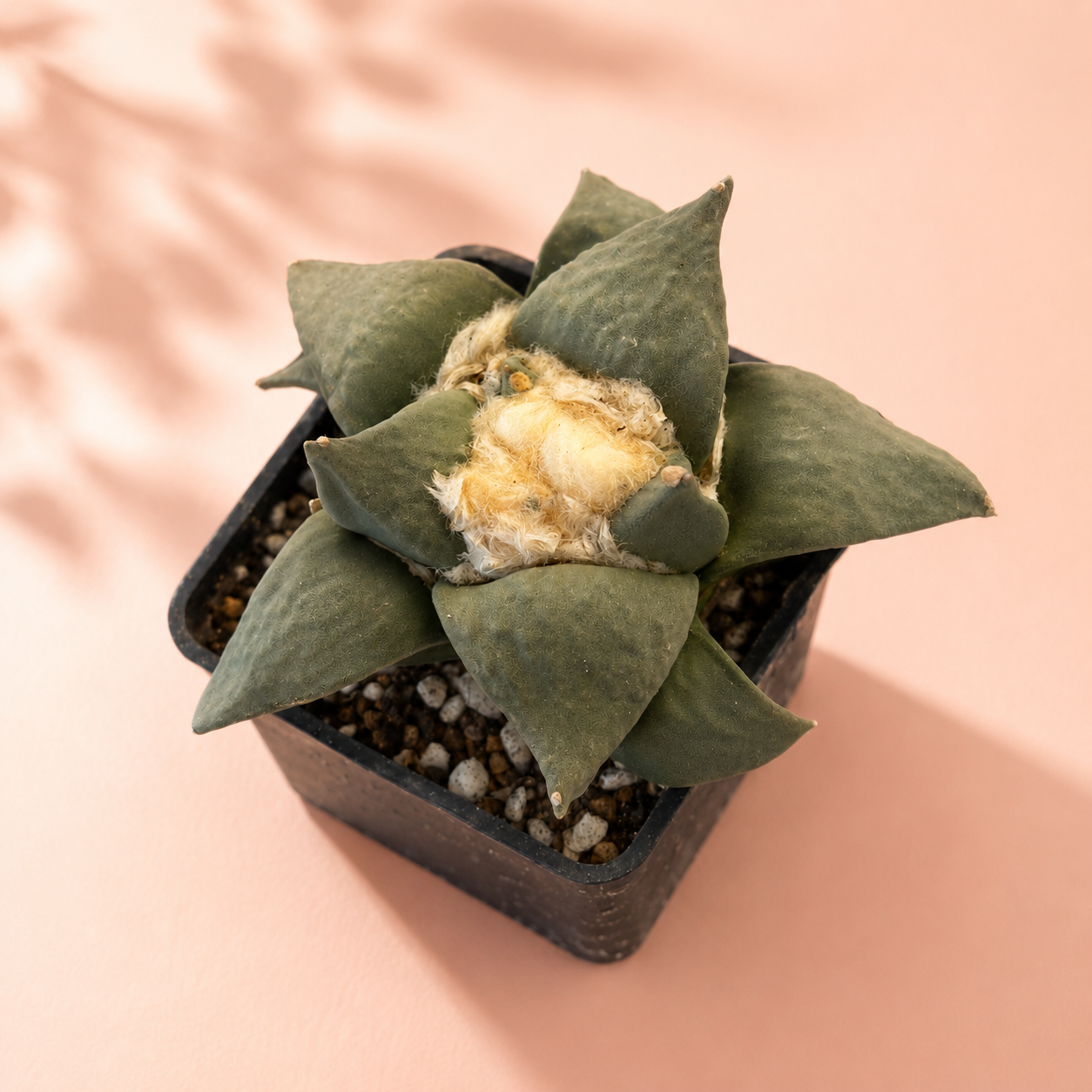 Rare Ariocarpus Retusus Live Cactus | Bare Root Collector Plant
