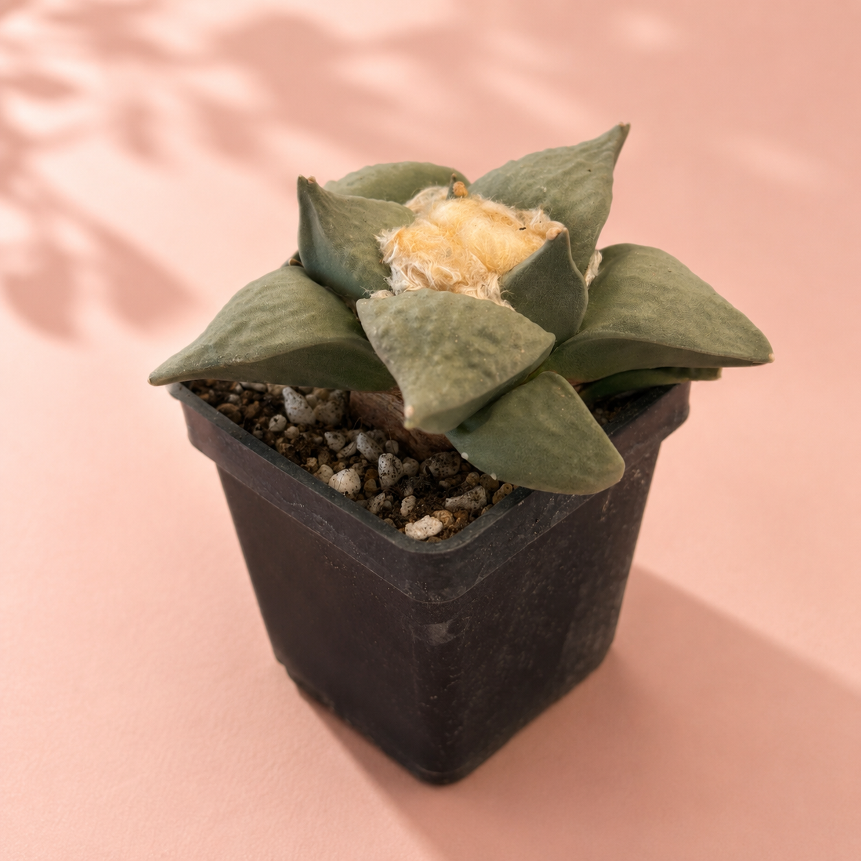 Rare Ariocarpus Retusus Live Cactus | Bare Root Collector Plant