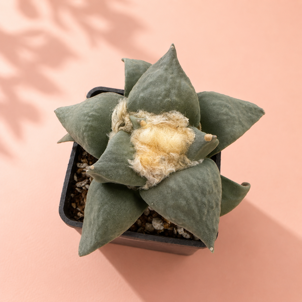 Rare Ariocarpus Retusus Live Cactus | Bare Root Collector Plant